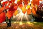 Lot 125 € Automne/Hiver